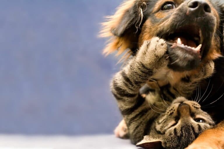 Puppy,And,Kitten