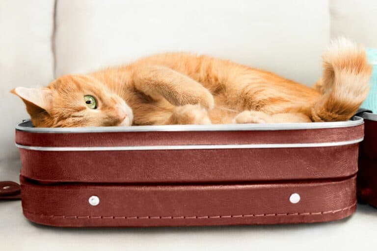 Urlaub mit Katze