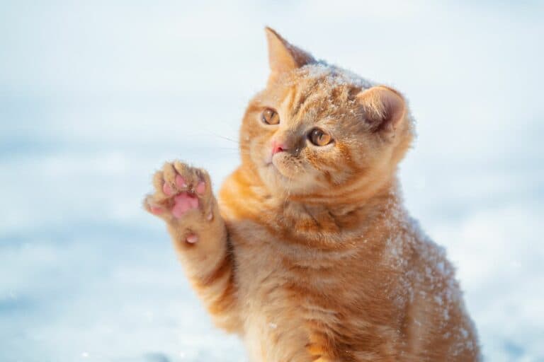 Katze im Winter