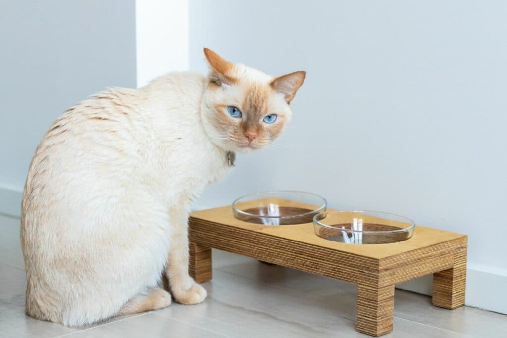 Katze im Winter: Futter