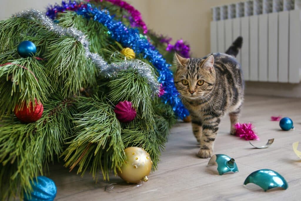 Katze im Winter: Festtagsschmuck