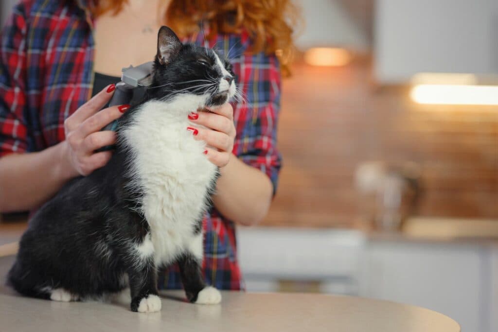 Katzen im Winter: Fellpflege