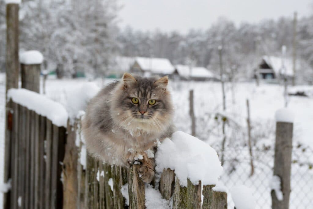Katzen im Winter: Katze auf Zaun