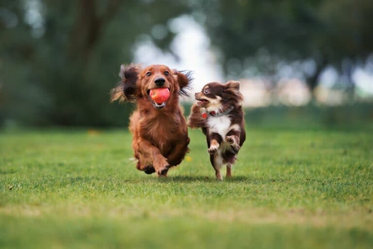 Hunde Bewegung