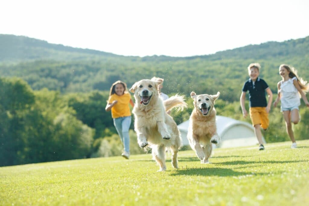 Hunde Bewegung: Alltag