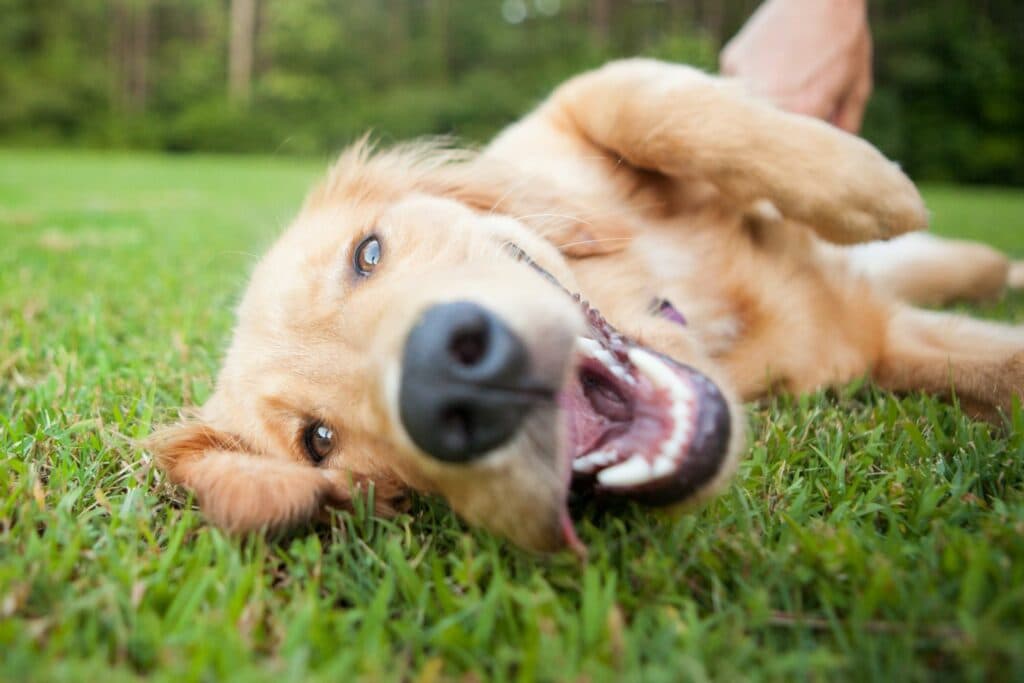 Hunde Bewegung: Erschöpfung