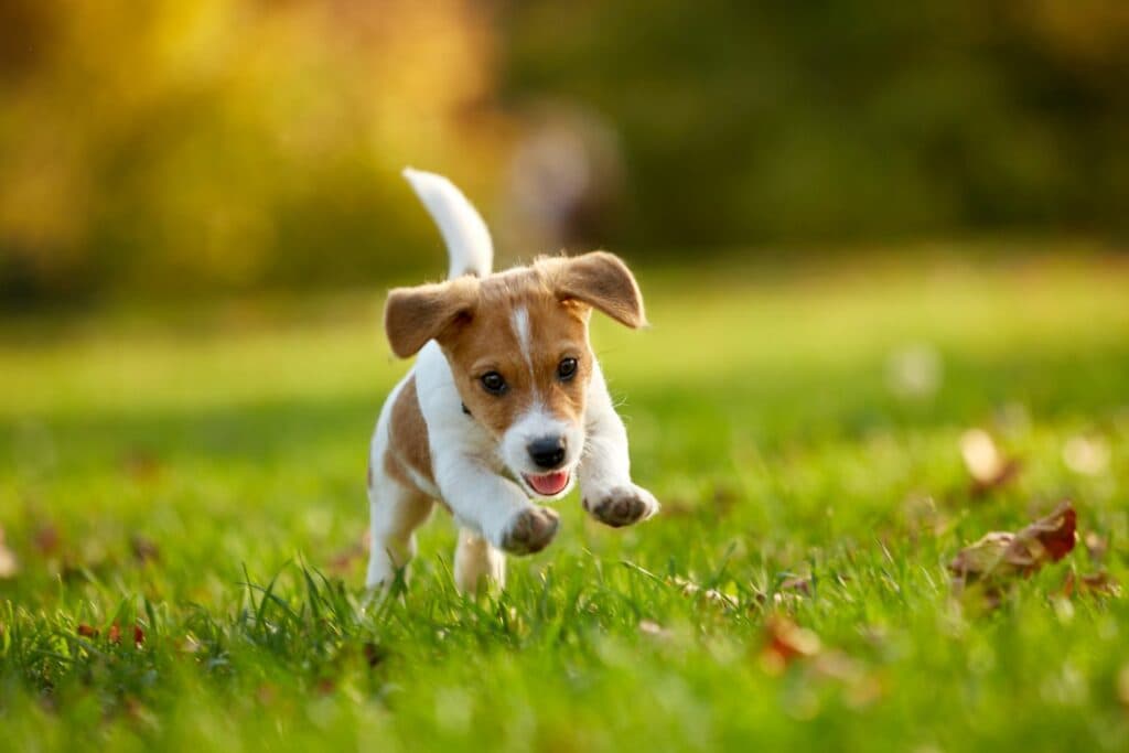 Hunde Bewegung: Rasse