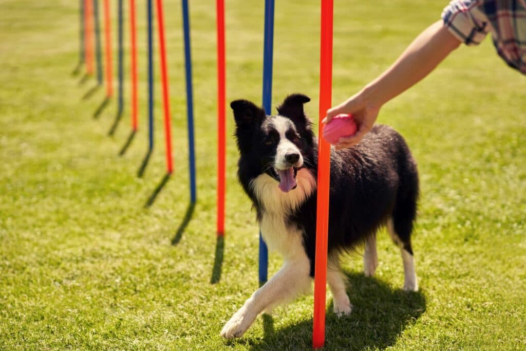Hunde Bewegung: Sport