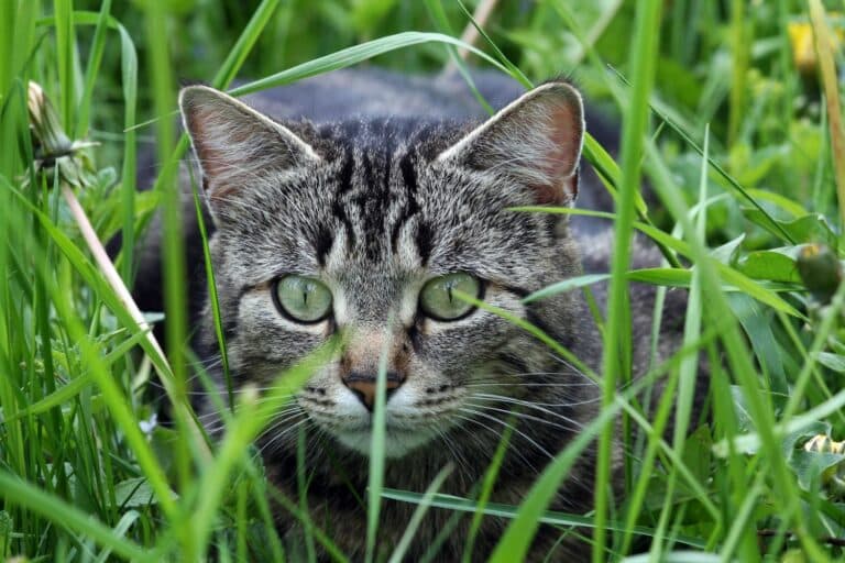 Jagdverhalten von Katzen
