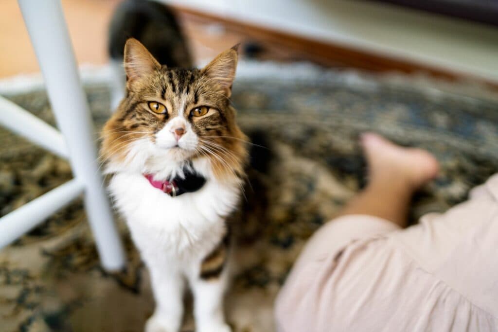Haustier-Gadgets: GPS