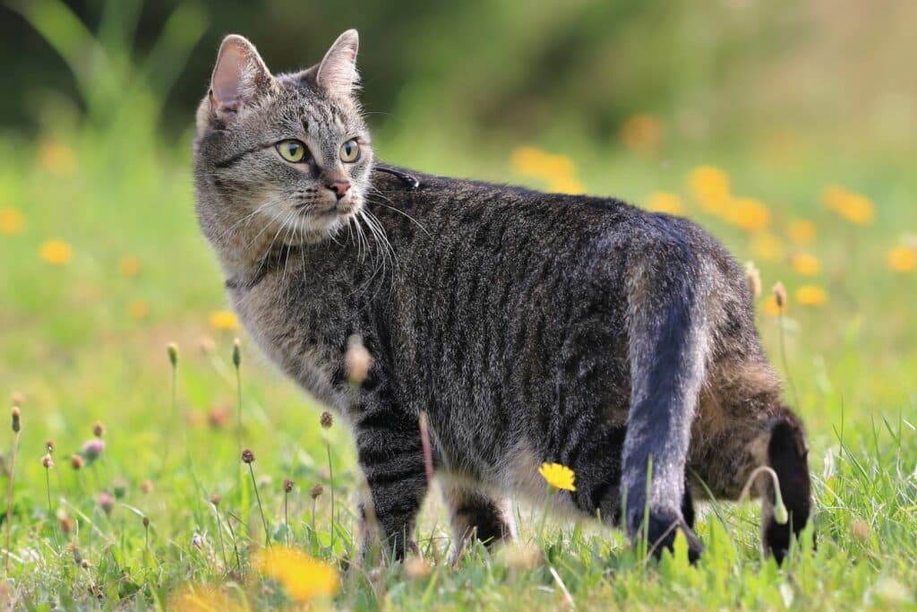 Katze an Freigang gewöhnen: Katze im Garten