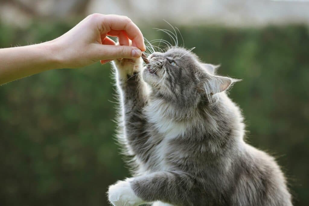 Katze an Freigang gewöhnen: Leckerli
