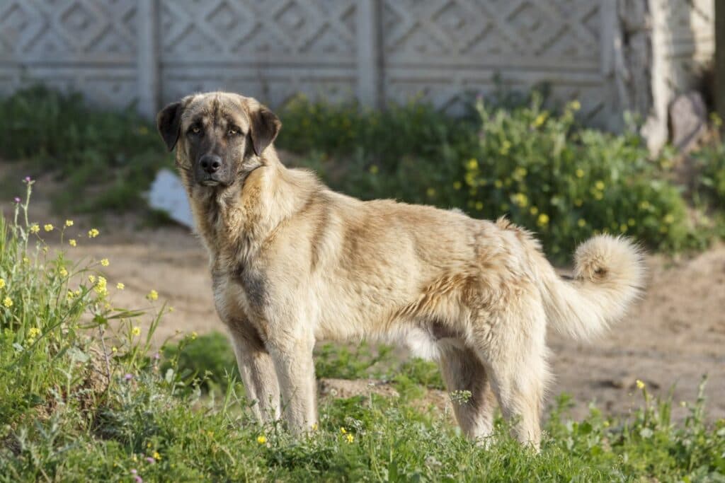 Ausreißer Anatolischer Hirtenhund