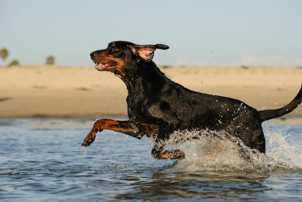 Ausreißer Black and Tan Coonhound