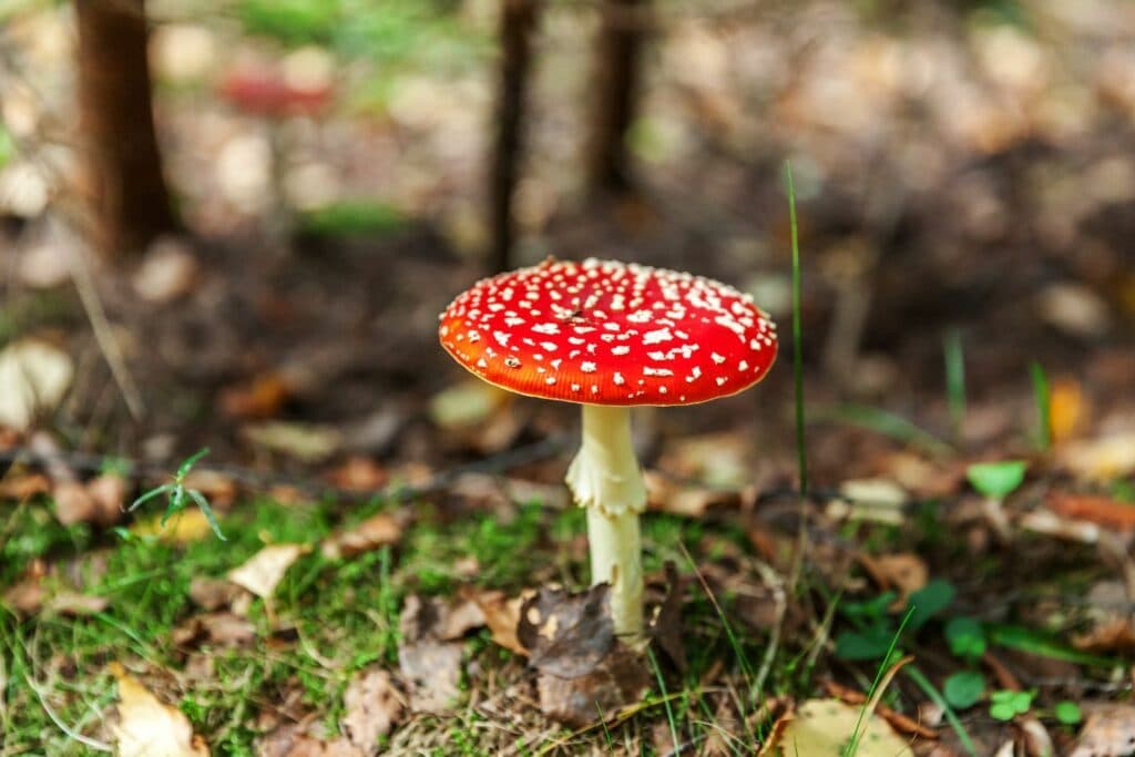 hund-herbst-fliegenpilz
