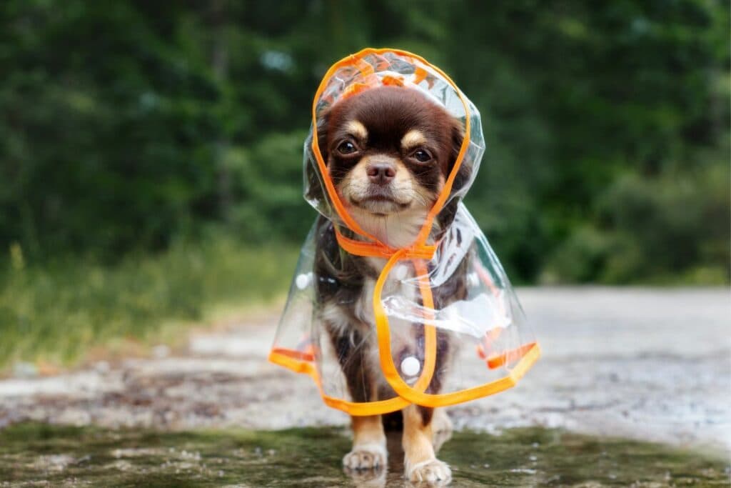 kleiner-hund-regen-herbst