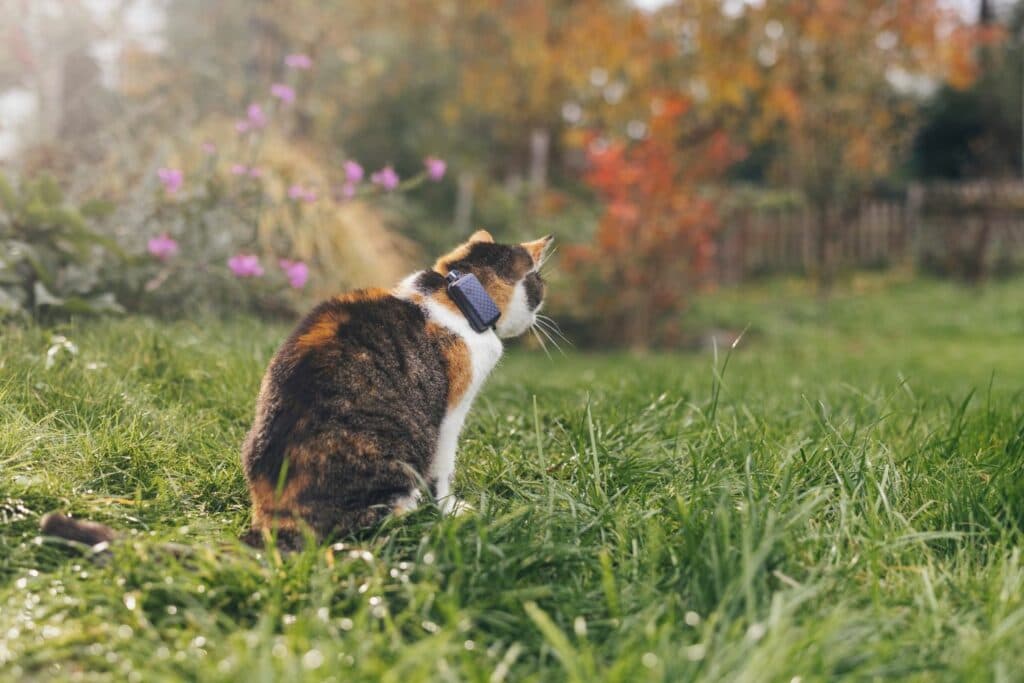 Tractive GPS Katzentracker: Lilly im Garten