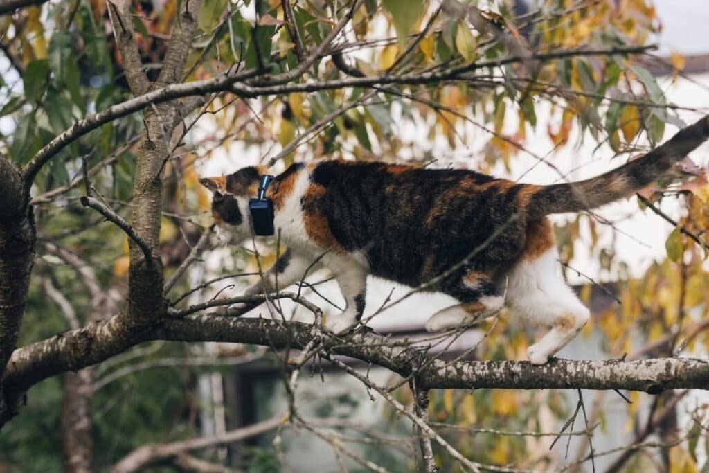 Tractive GPS Katzentracker: Lilly im Baum