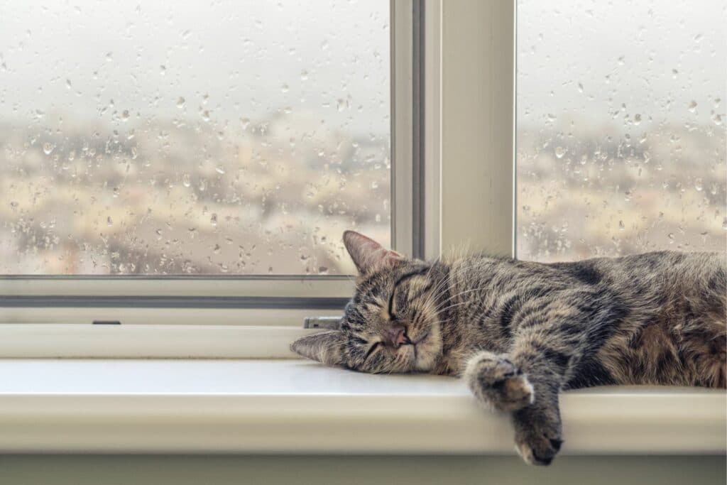 Schlafgewohnheiten Katze: Katze schläft am Fenster