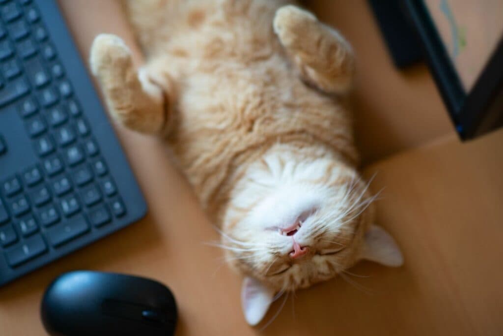 Schlafgewohnheiten Katze: Schlafposition