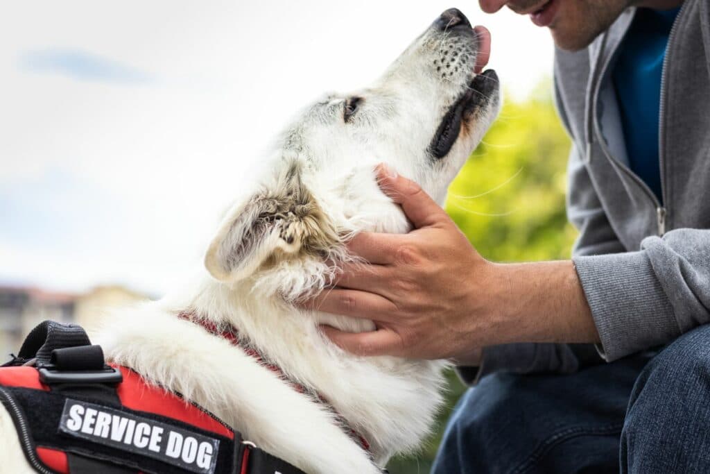 Hund adoptieren: Begleithund