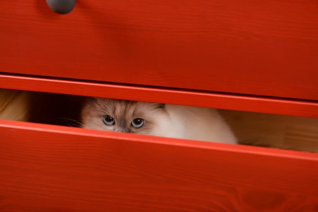 Hund und Katze: Katze versteckt sich