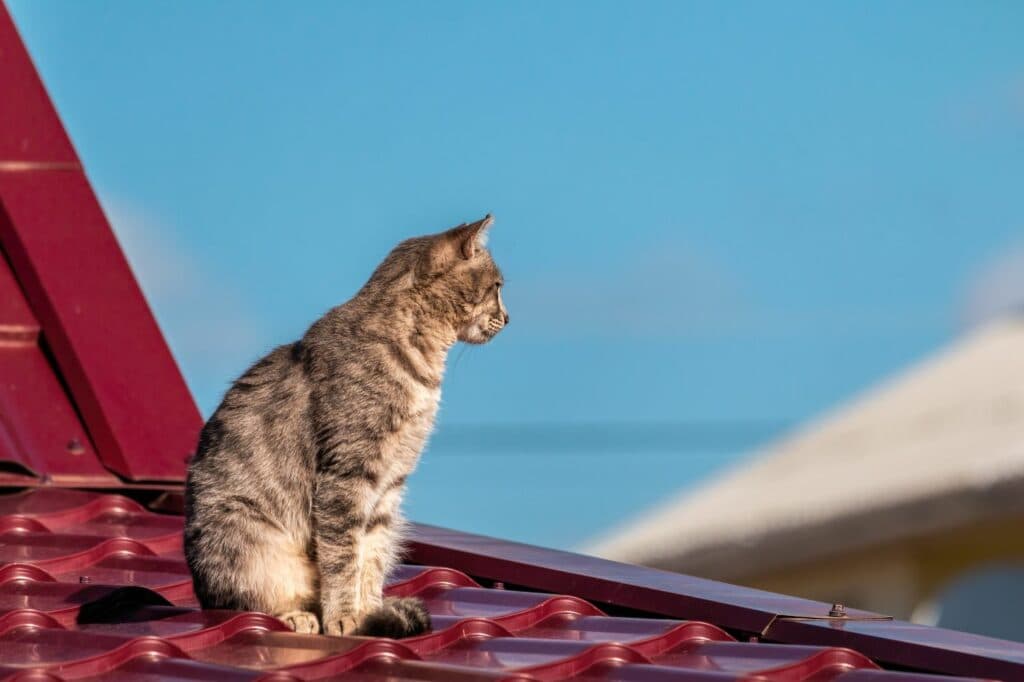 Orientierung von Katzen: Revier