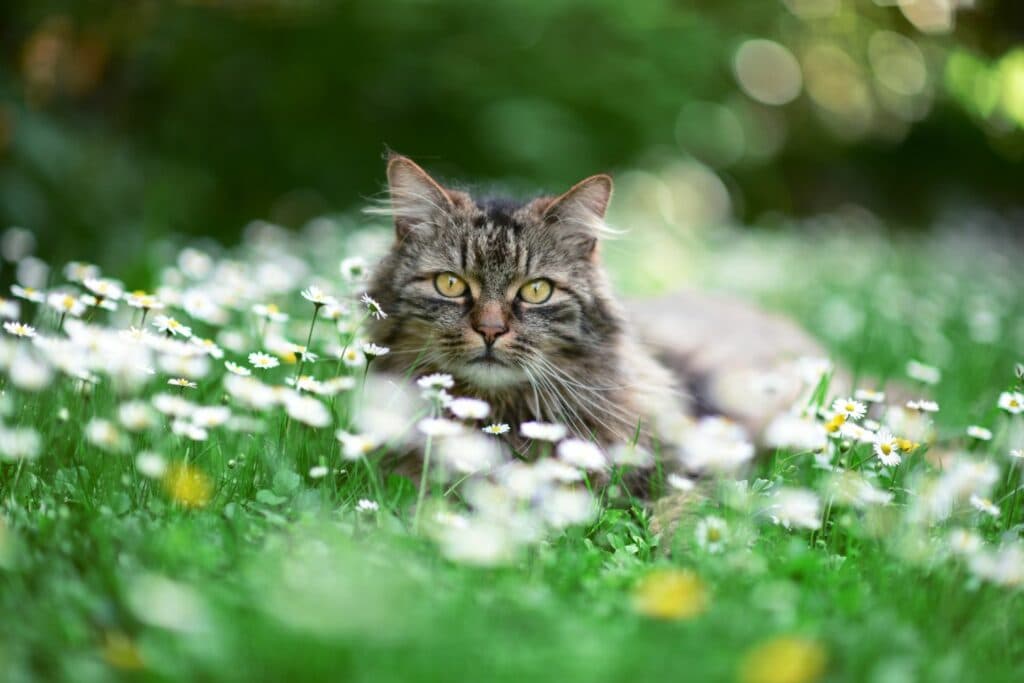 Orientierung von Katzen: im Garten