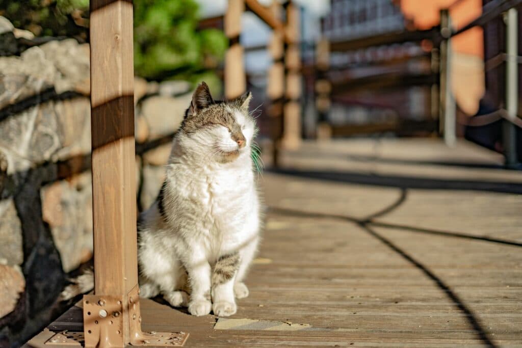 Orientierung von Katzen: Sonnentheorie