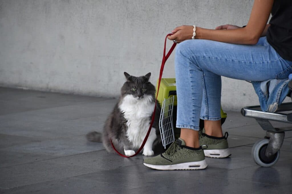 Urlaub mit Katze: am Flughafen
