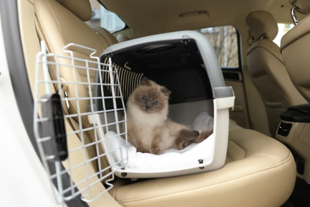 Urlaub mit Katze: Transportbox