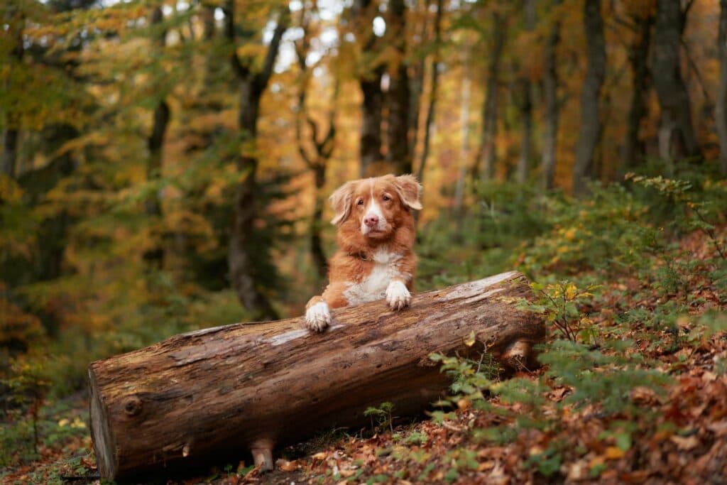 Wandern mit Hund: Gefahren