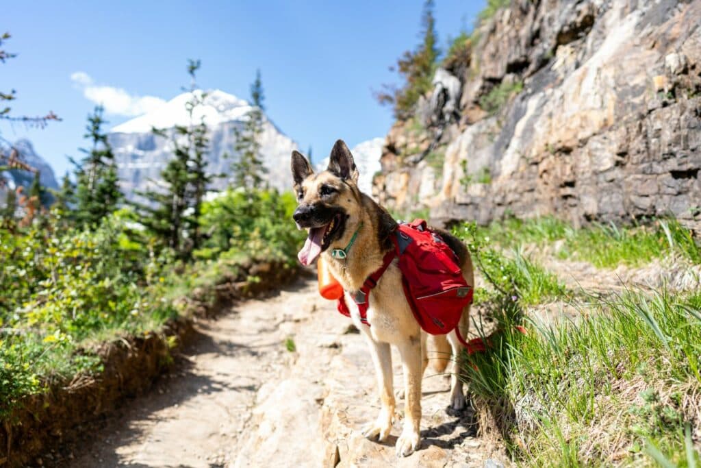 Wandern mit Hund: Hunderucksack