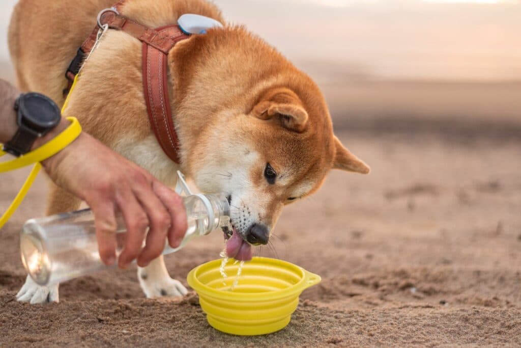 Wandern mit Hund: Wasser