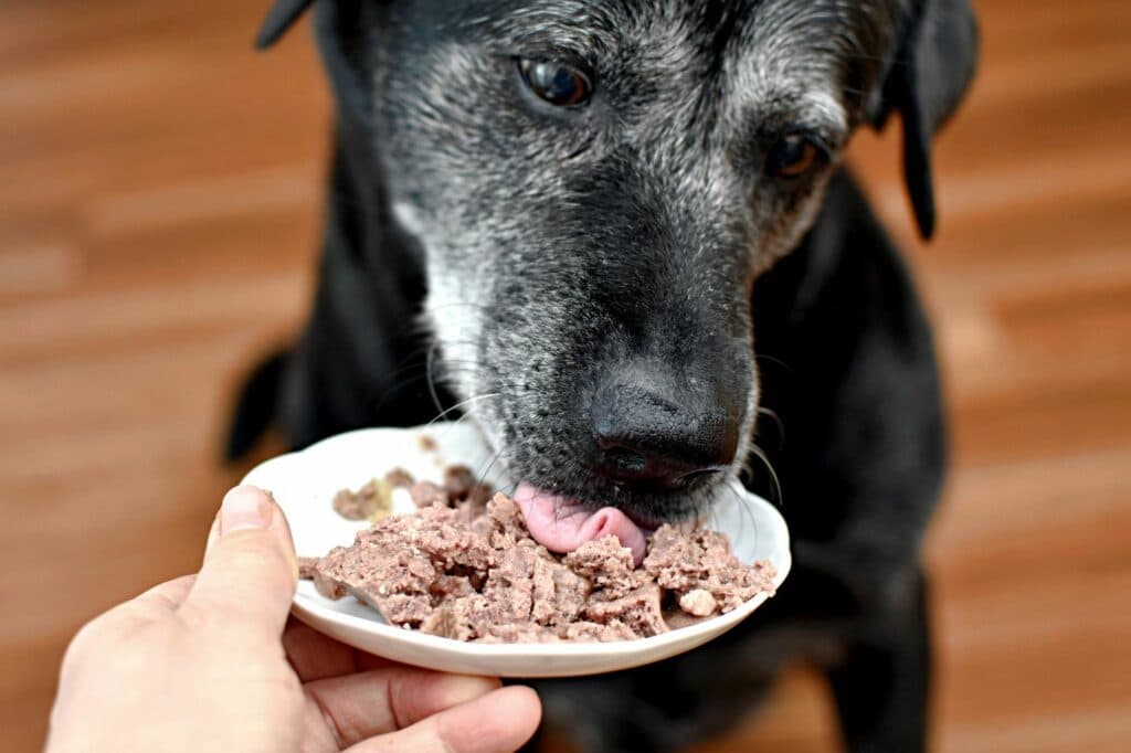 Senior Hundepflege: Futter