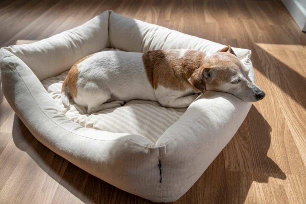 Senior Hundepflege: Bett