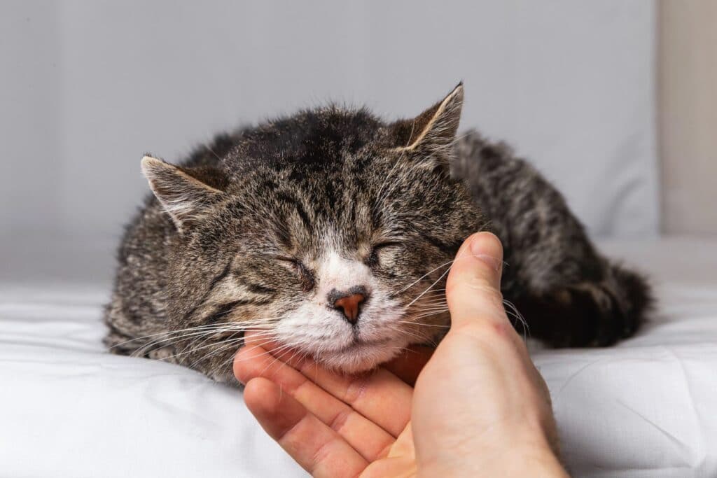 Senior Katzenpflege: Anzeichen