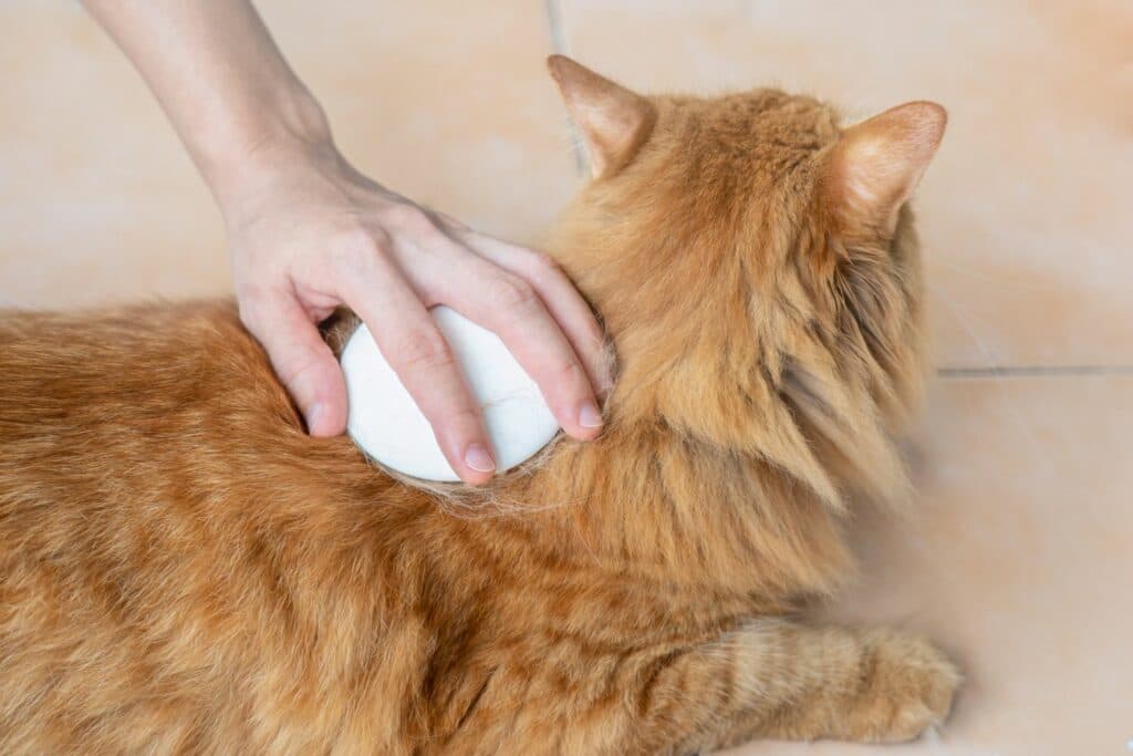 Senior Katzenpflege: Pflege