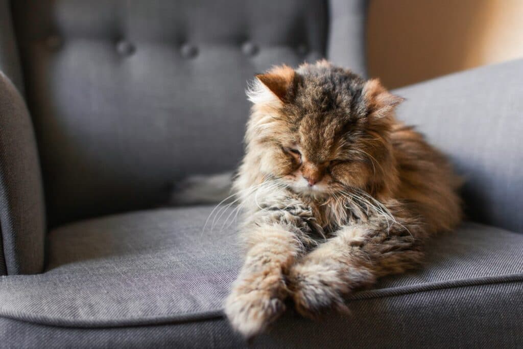 Senior Katzenpflege: Vitalität