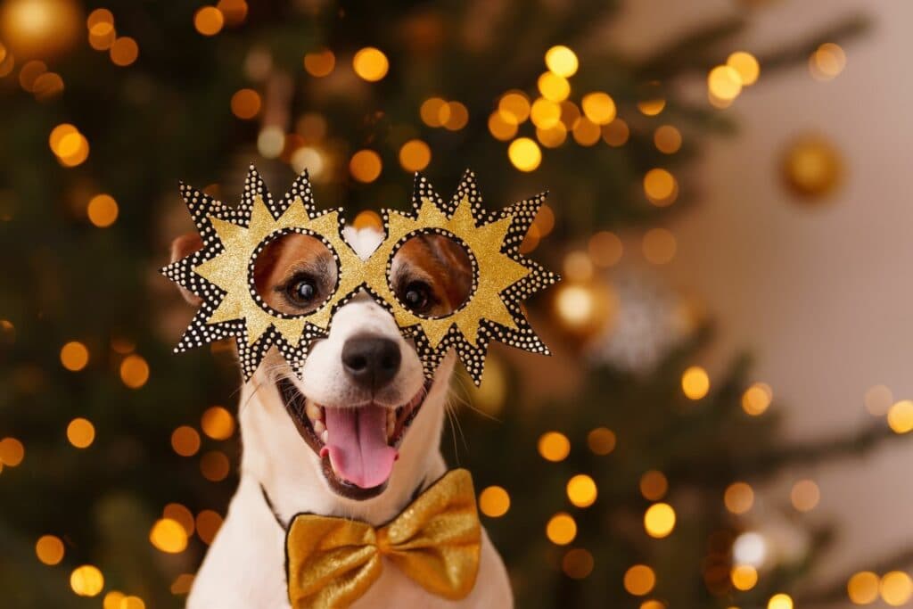 Neuhjahrsvorsätze Haustier: Hund