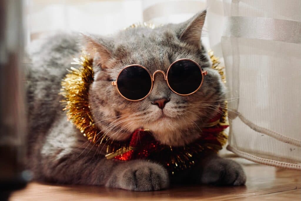 Katze Weenect Silvester