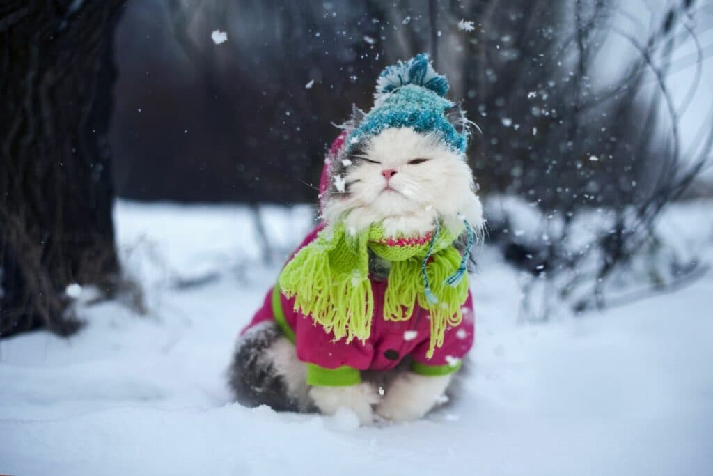 Katzen im Winter: Unterkühlung