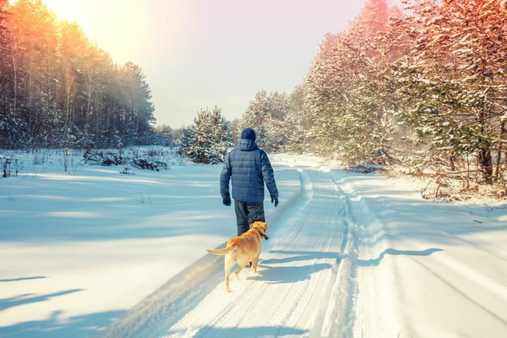 Winterspaziergang mit Hund: in der Sonne