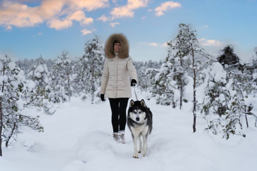 Winterspaziergang mit Hund: Husky