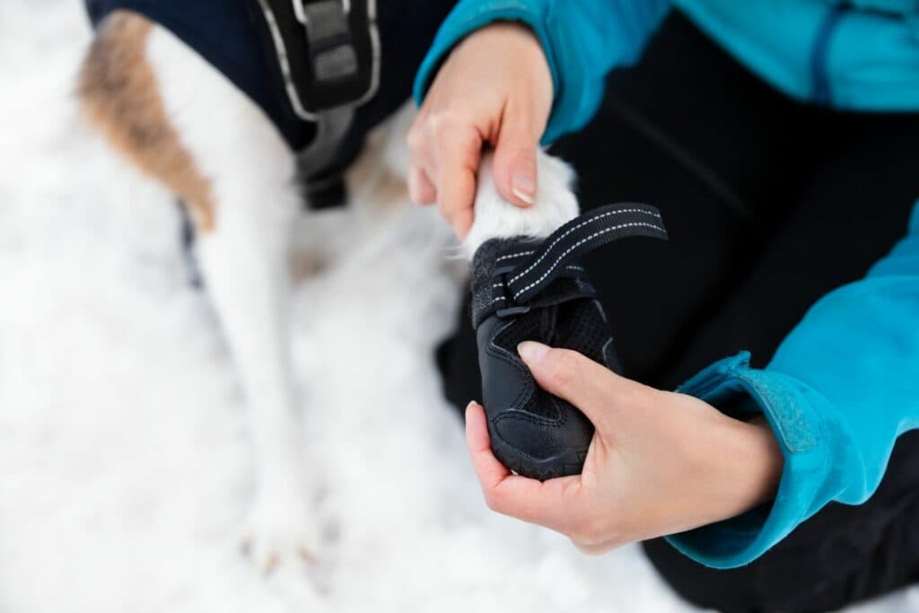 Winterspaziergang mit Hund: Hundeschuhe