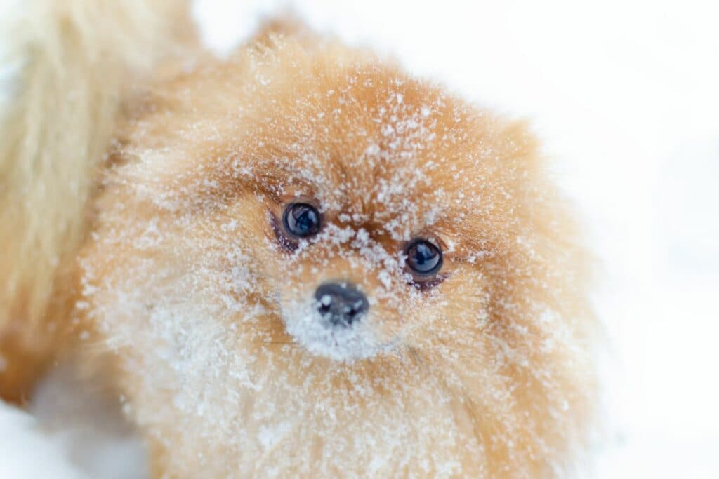 Winterspaziergang mit Hund: Unterkühlung