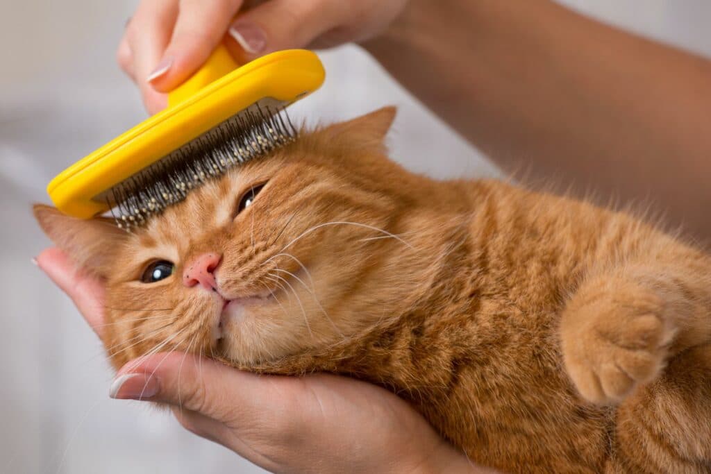 Erstausstattung Katze: Fellpflege