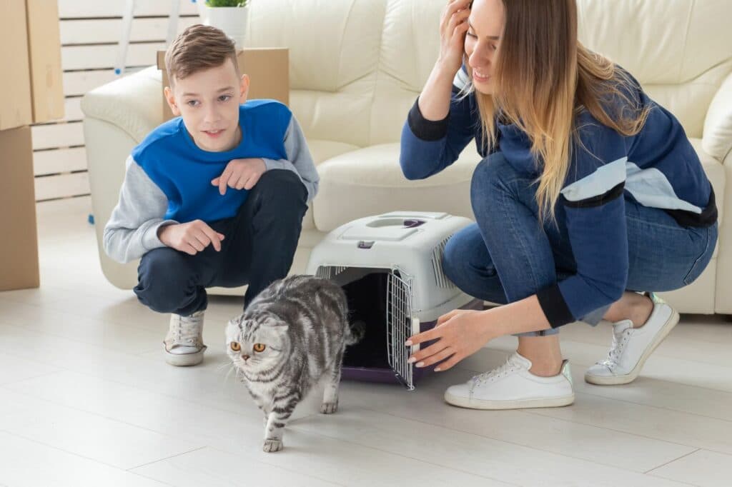 Erstausstattung Katze: Einführung