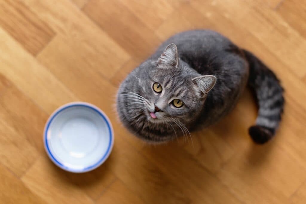 Erstausstattung Katze: Futterschale