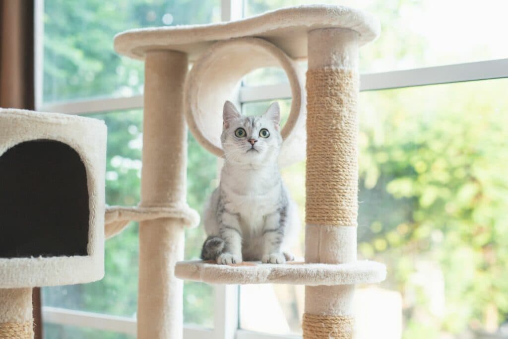 Erstausstattung Katze: Kratzbaum